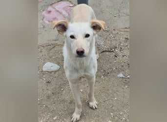 Bombay, leise schüchtern und unsichtbar