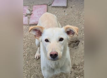 Bombay, leise schüchtern und unsichtbar