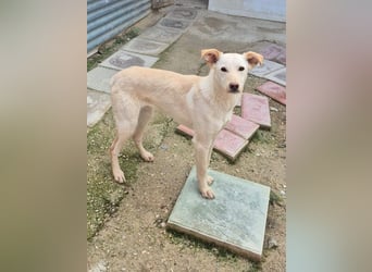 Bombay, leise schüchtern und unsichtbar