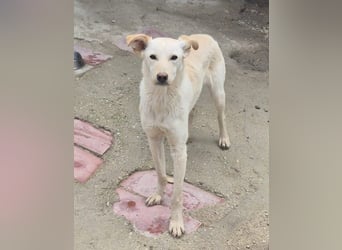Bombay, leise schüchtern und unsichtbar