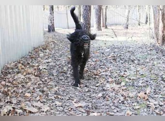 Lucky, Riesenschnauzer-Wachtel-Mix, geb. 2018, su. Menschen mit Rasseerfahrung und Kompetenz