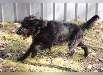 Lucky, Riesenschnauzer-Wachtel-Mix, geb. 2018, su. Menschen mit Rasseerfahrung und Kompetenz