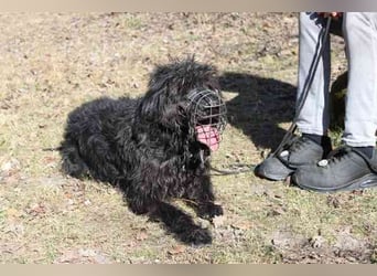 Lucky, Riesenschnauzer-Wachtel-Mix, geb. 2018, su. Menschen mit Rasseerfahrung und Kompetenz