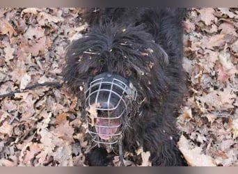 Lucky, Riesenschnauzer-Wachtel-Mix, geb. 2018, su. Menschen mit Rasseerfahrung und Kompetenz