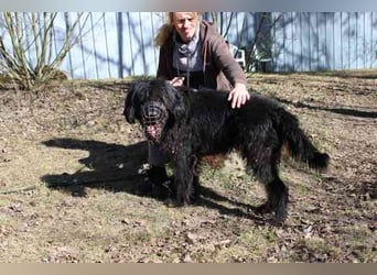 Lucky, Riesenschnauzer-Wachtel-Mix, geb. 2018, su. Menschen mit Rasseerfahrung und Kompetenz
