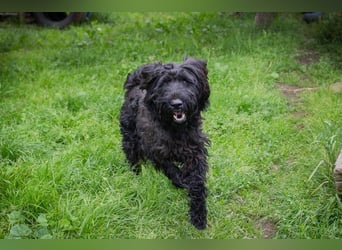 NELSON - der aktive und verspielte Rüde möchte mit seinen Menschen tolle Abenteuer erleben