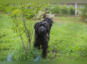 NELSON - der aktive und verspielte Rüde möchte mit seinen Menschen tolle Abenteuer erleben