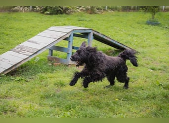 NELSON - der aktive und verspielte Rüde möchte mit seinen Menschen tolle Abenteuer erleben