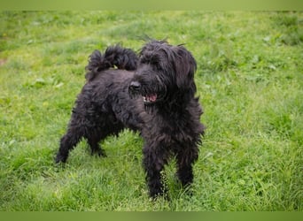 NELSON - der aktive und verspielte Rüde möchte mit seinen Menschen tolle Abenteuer erleben