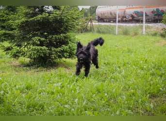 NELSON - der aktive und verspielte Rüde möchte mit seinen Menschen tolle Abenteuer erleben