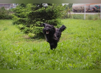 NELSON - der aktive und verspielte Rüde möchte mit seinen Menschen tolle Abenteuer erleben