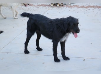 Schnauzer-Mix-Hündin Bogi geb. 05/2022 ist lebensfroh und super verschmust
