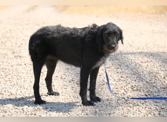 Schnauzer-Mix-Hündin Bogi geb. 05/2022 ist lebensfroh und super verschmust
