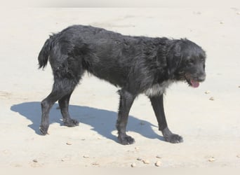 Schnauzer-Mix-Hündin Bogi geb. 05/2022 ist lebensfroh und super verschmust