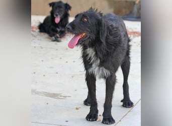 Schnauzer-Mix-Hündin Bogi geb. 05/2022 ist lebensfroh und super verschmust