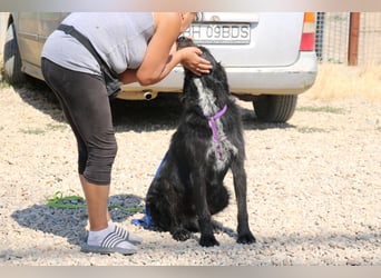 Schnauzer-Mix-Hündin Bogi geb. 05/2022 ist lebensfroh und super verschmust