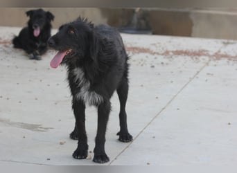 Schnauzer-Mix-Hündin Bogi geb. 05/2022 ist lebensfroh und super verschmust