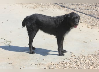 Schnauzer-Mix-Hündin Bogi geb. 05/2022 ist lebensfroh und super verschmust