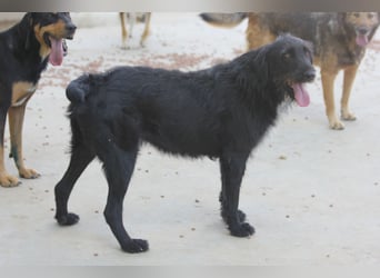 Schnauzer-Mix-Hündin Bogi geb. 05/2022 ist lebensfroh und super verschmust