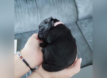 Riesenschnauzer schwarz Schönheit- x Arbeitslinie mit Ahnentafel