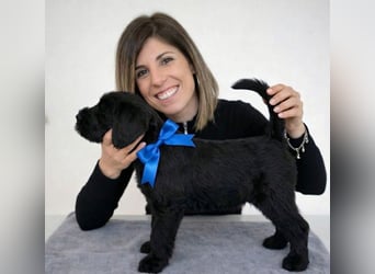 Riesenschnauzer schwarz Schönheit- x Arbeitslinie mit Ahnentafel