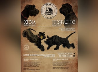 Riesenschnauzer schwarz Schönheit- x Arbeitslinie mit Ahnentafel