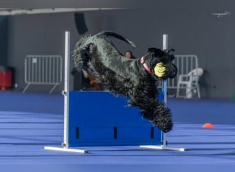 Riesenschnauzer schwarz Schönheit- x Arbeitslinie mit Ahnentafel