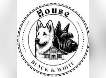 Riesenschnauzer schwarz Schönheit- x Arbeitslinie mit Ahnentafel