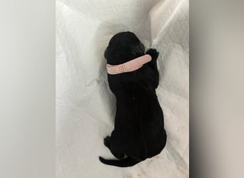 Riesenschnauzer schwarz Schönheit- x Arbeitslinie mit Ahnentafel