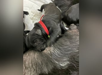 Riesenschnauzer schwarz Schönheit- x Arbeitslinie mit Ahnentafel