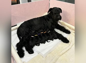 Riesenschnauzer schwarz Schönheit- x Arbeitslinie mit Ahnentafel