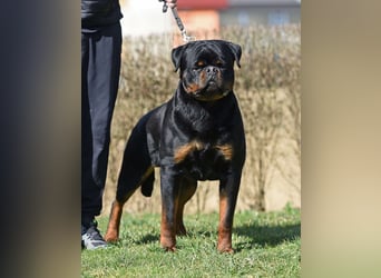 Rottweiler welpen