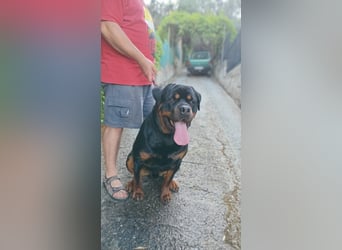 Rocky,  gut gebaute, sonnige Frohnatur