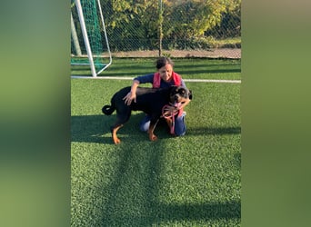 Rocky,  gut gebaute, sonnige Frohnatur