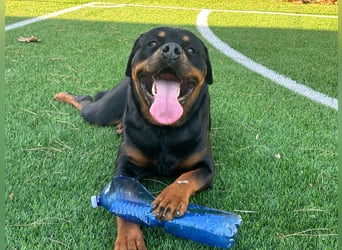 Rocky,  gut gebaute, sonnige Frohnatur