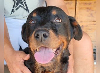 Rottweiler-OldLady ♥Lala♥ liebevolle Familienhündin