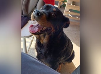 Rottweiler-OldLady ♥Lala♥ liebevolle Familienhündin