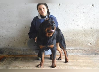 Anoop - Nichts, absolut nichts...