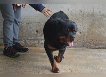 Anoop - Nichts, absolut nichts...