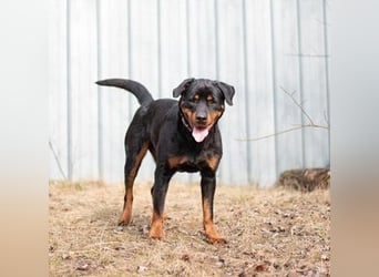 Martha, Rottweiler,geb. 2019, großes Rotti-Mädel sucht ihre Menschen
