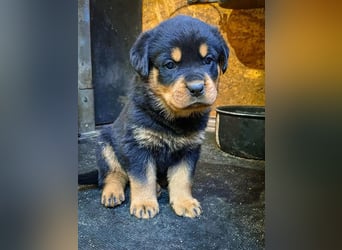 Rottweiler  Hündin – geimpft, entwurmt, gechipt, mit EU-Heimtierausweis