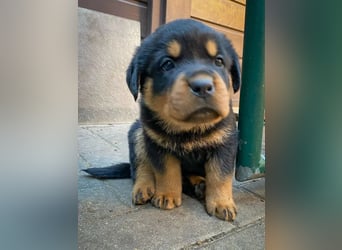 Rottweiler  Hündin – geimpft, entwurmt, gechipt, mit EU-Heimtierausweis