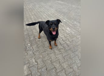 Kira – treue Gefährtin sucht mit unserer Hilfe ein neues Zuhause