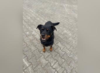 Kira – treue Gefährtin sucht mit unserer Hilfe ein neues Zuhause
