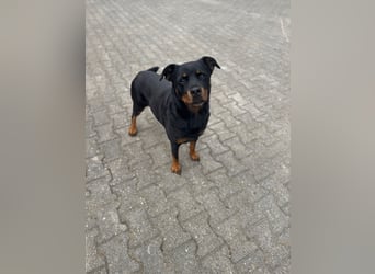 Kira – treue Gefährtin sucht mit unserer Hilfe ein neues Zuhause