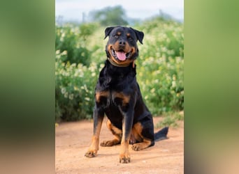 Rover (Spanien) – Charakterstarker Prachtkerl sucht souveräne Führung