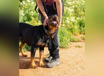 Rover (Spanien) – Charakterstarker Prachtkerl sucht souveräne Führung