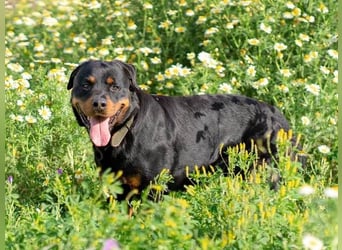 Rover (Spanien) – Charakterstarker Prachtkerl sucht souveräne Führung