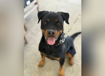 Rover (Spanien) – Charakterstarker Prachtkerl sucht souveräne Führung