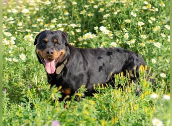 Rover (Spanien) – Charakterstarker Prachtkerl sucht souveräne Führung